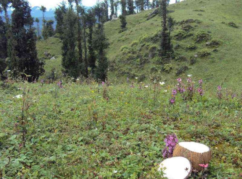 raigarh natural green shikari devi wildlife